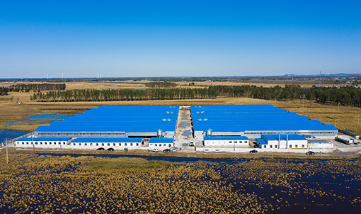 Proyecto de cr&iacute;a de pollos de engorde en jaulas Fuxin Shuanghui