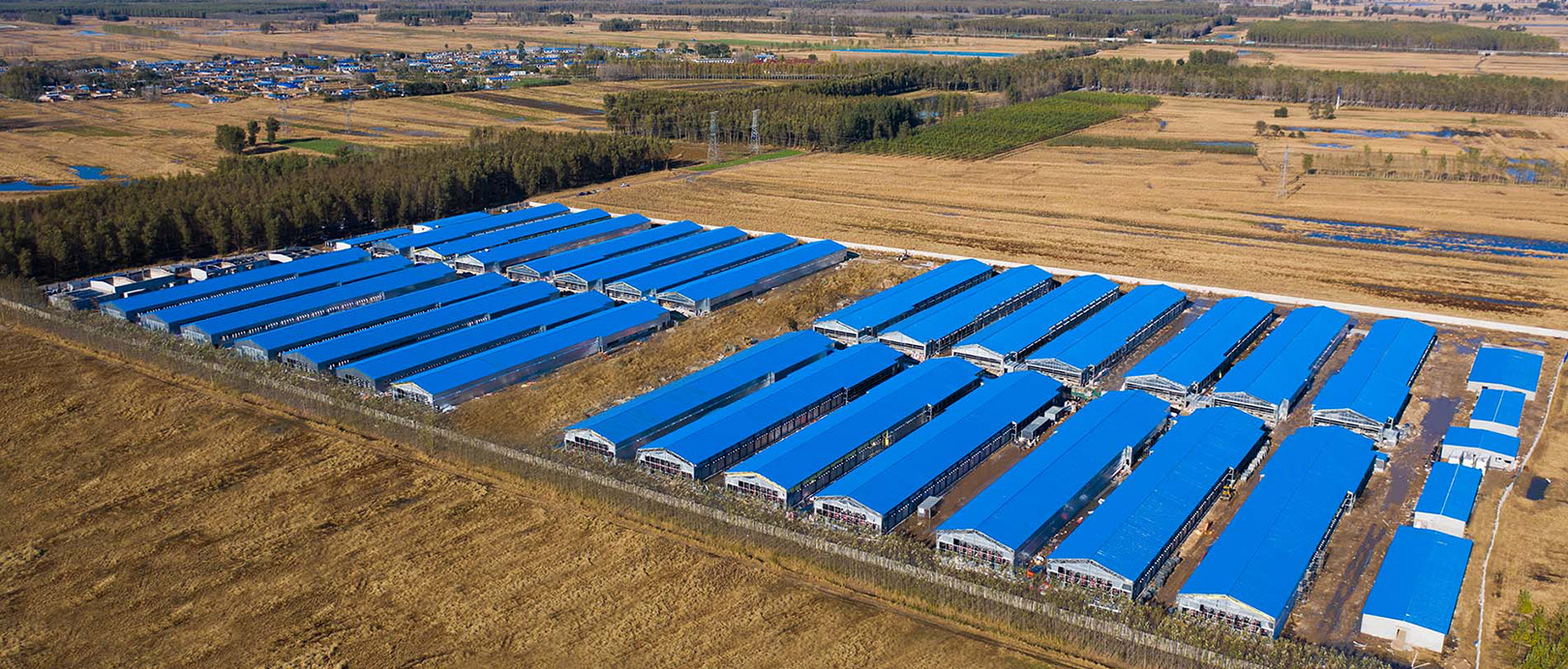 Proyecto de cr&iacute;a de pollos de engorde en jaulas Fuxin Shuanghui