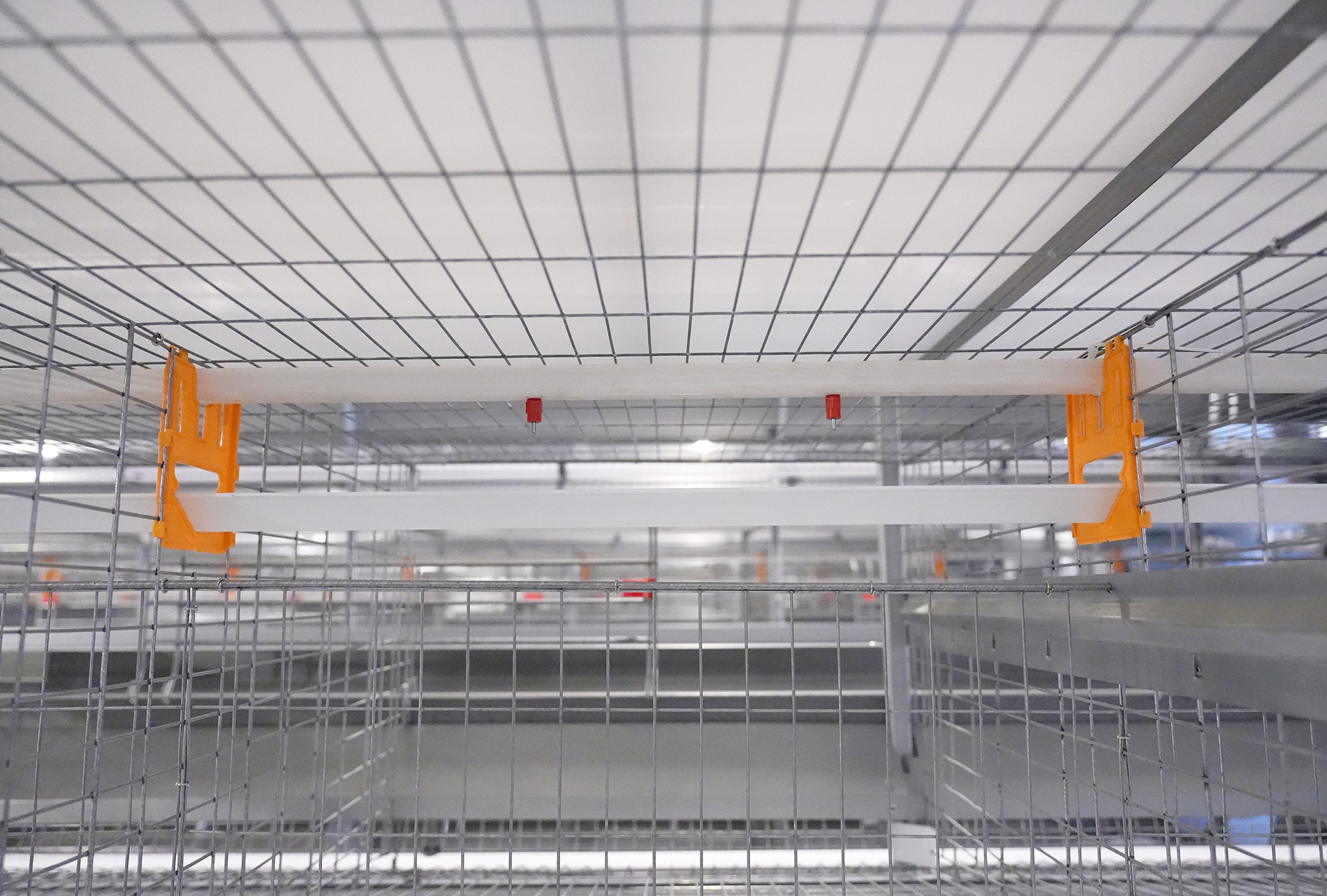 Proyecto de cría de ponedoras en cadena industrial completa de Guigang Tongfa para 3,6 millones de aves