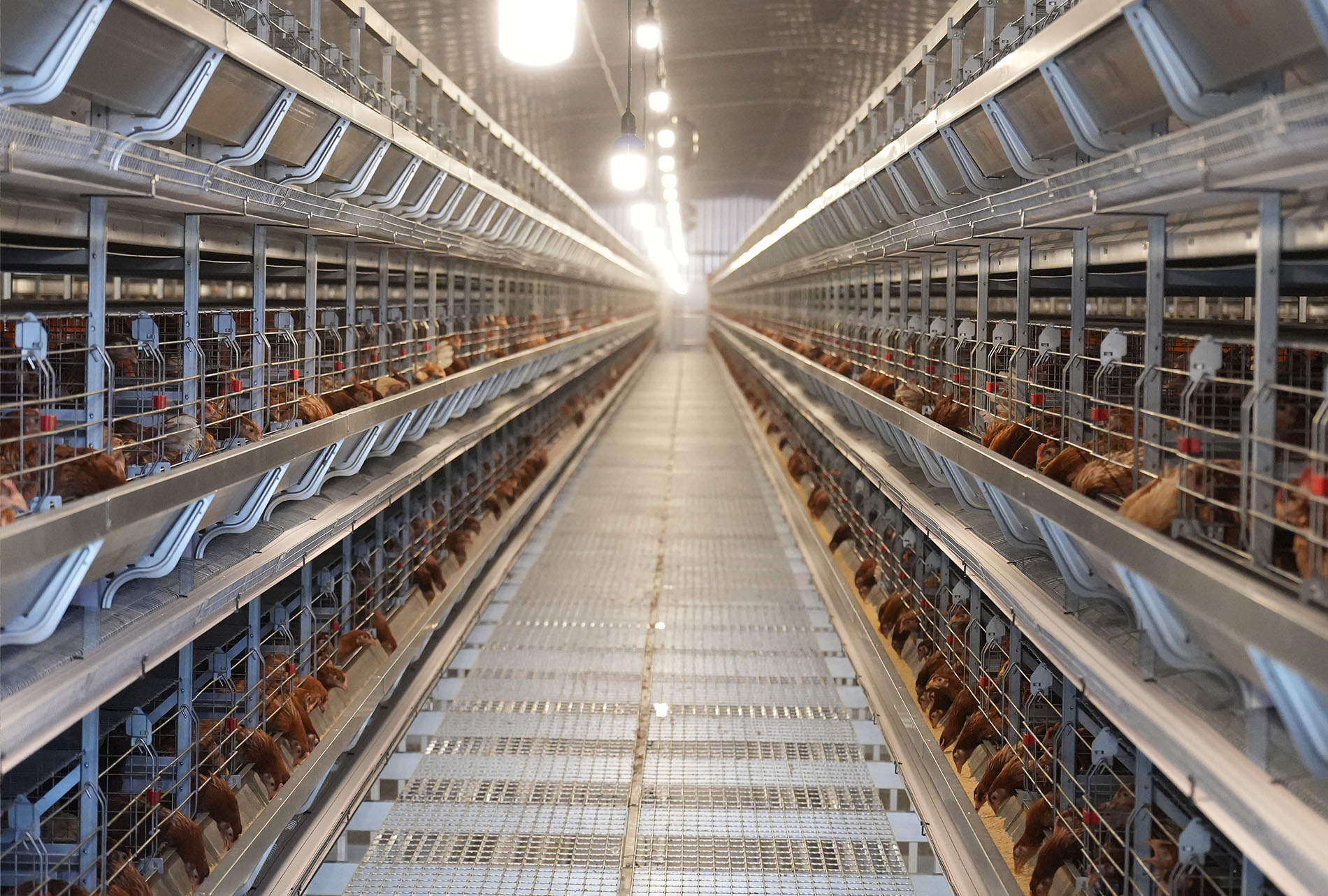 Proyecto de cría de ponedoras en cadena industrial completa de Guigang Tongfa para 3,6 millones de aves